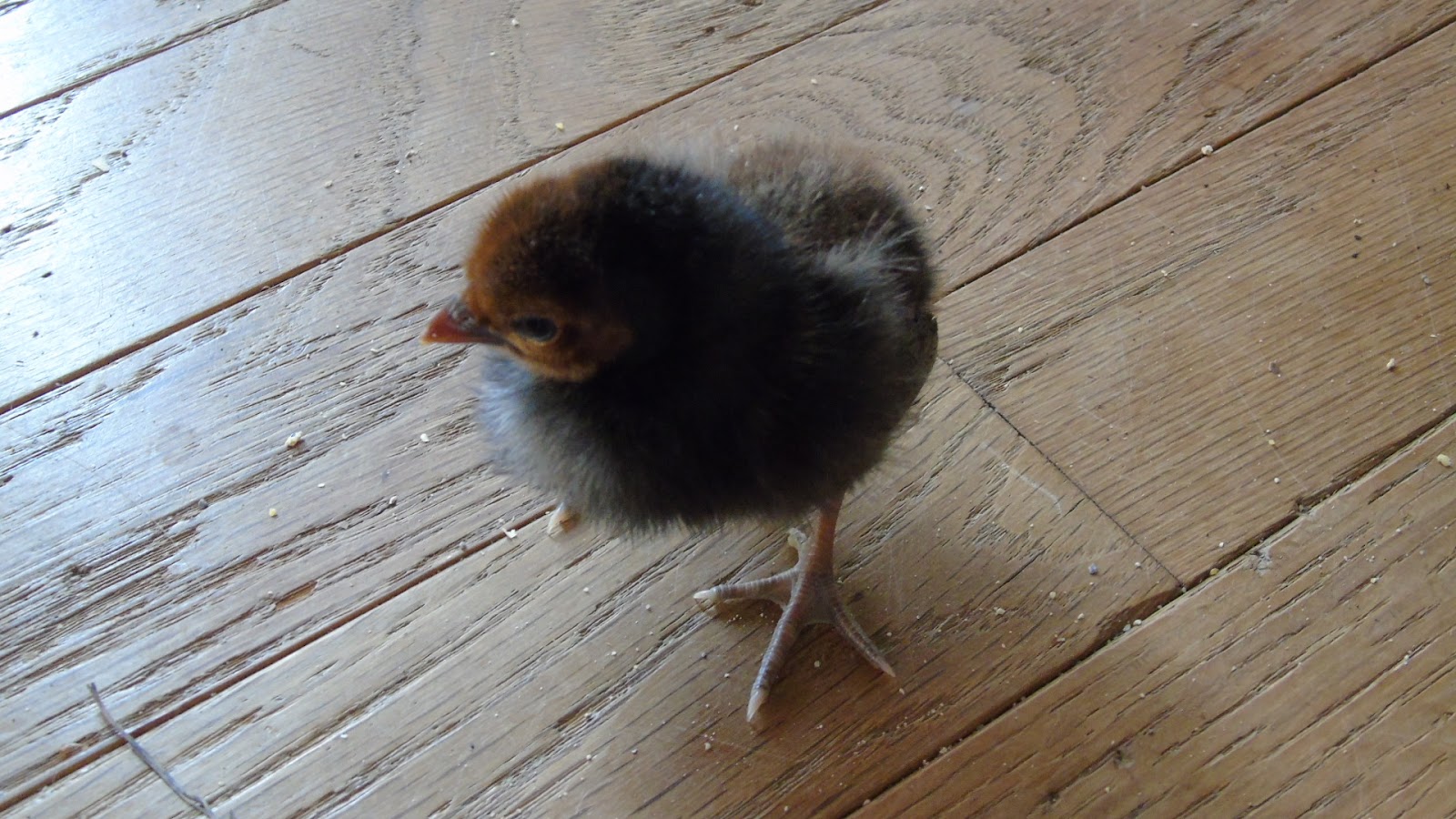 The Backyard Barnyard Feed Store Chick Buying Guide Part 2 Choosing