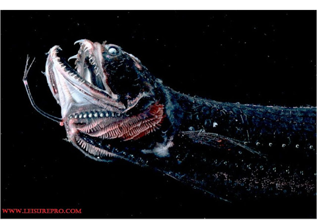 Snake Dragon Fish Adalah Jenis Ikan Laut Dalam Paling Menyeramkan, Predator Dan Unik