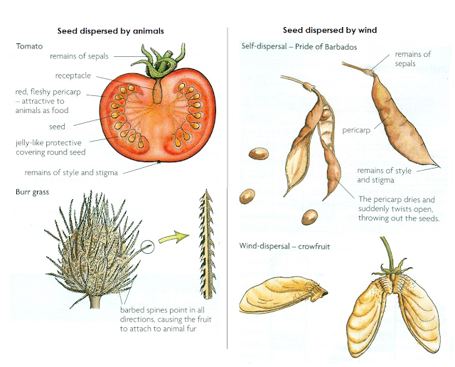 #110 Seed dispersal | Biology Notes for IGCSE 2014 & 2024