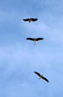 Three storks low over head Three storks low over head