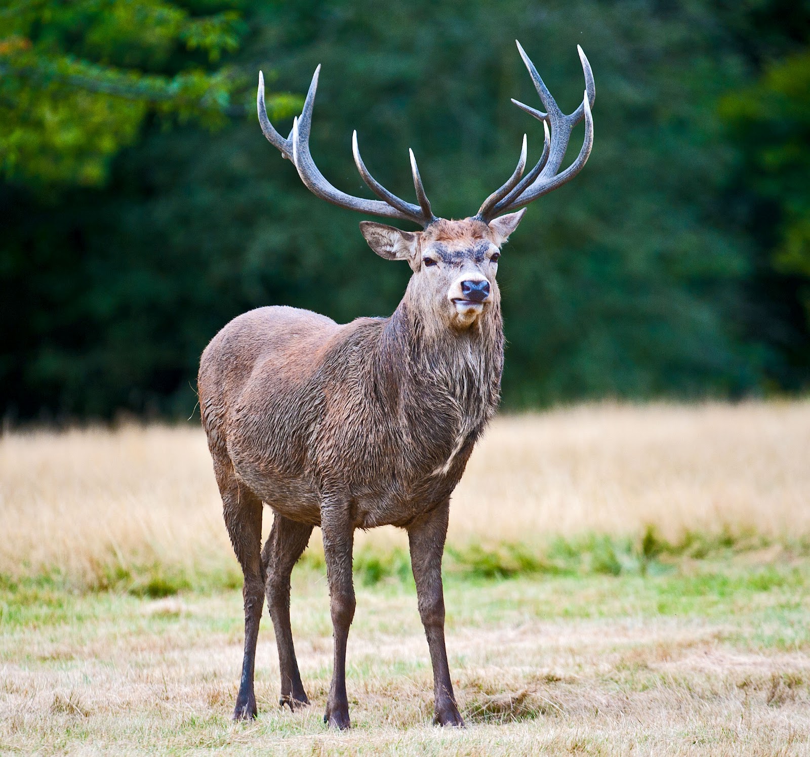 Anthony Miners Wildlife Photos: Red Deer in Richmond Park