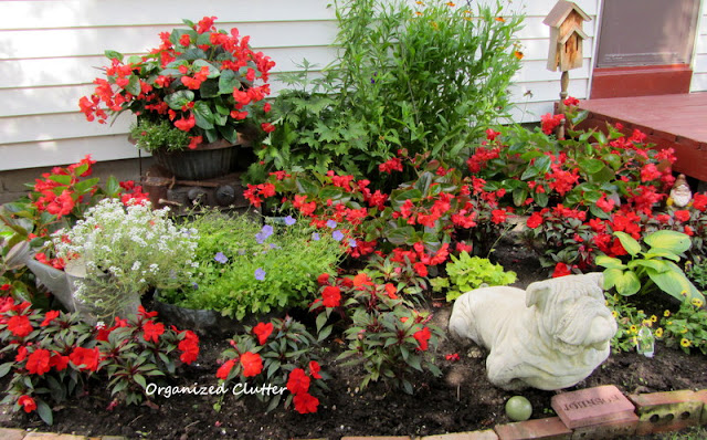 Red Begonias and Impatiens