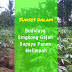 Manfaat Plastik Uv - Sukses Dalam Budidaya Singkong Gajah Semoga Panen Melimpah
