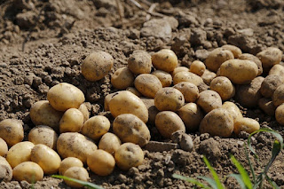 picture of potatoes