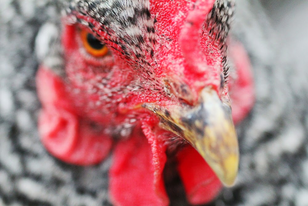 sassafras chicken details macro photography farm photography