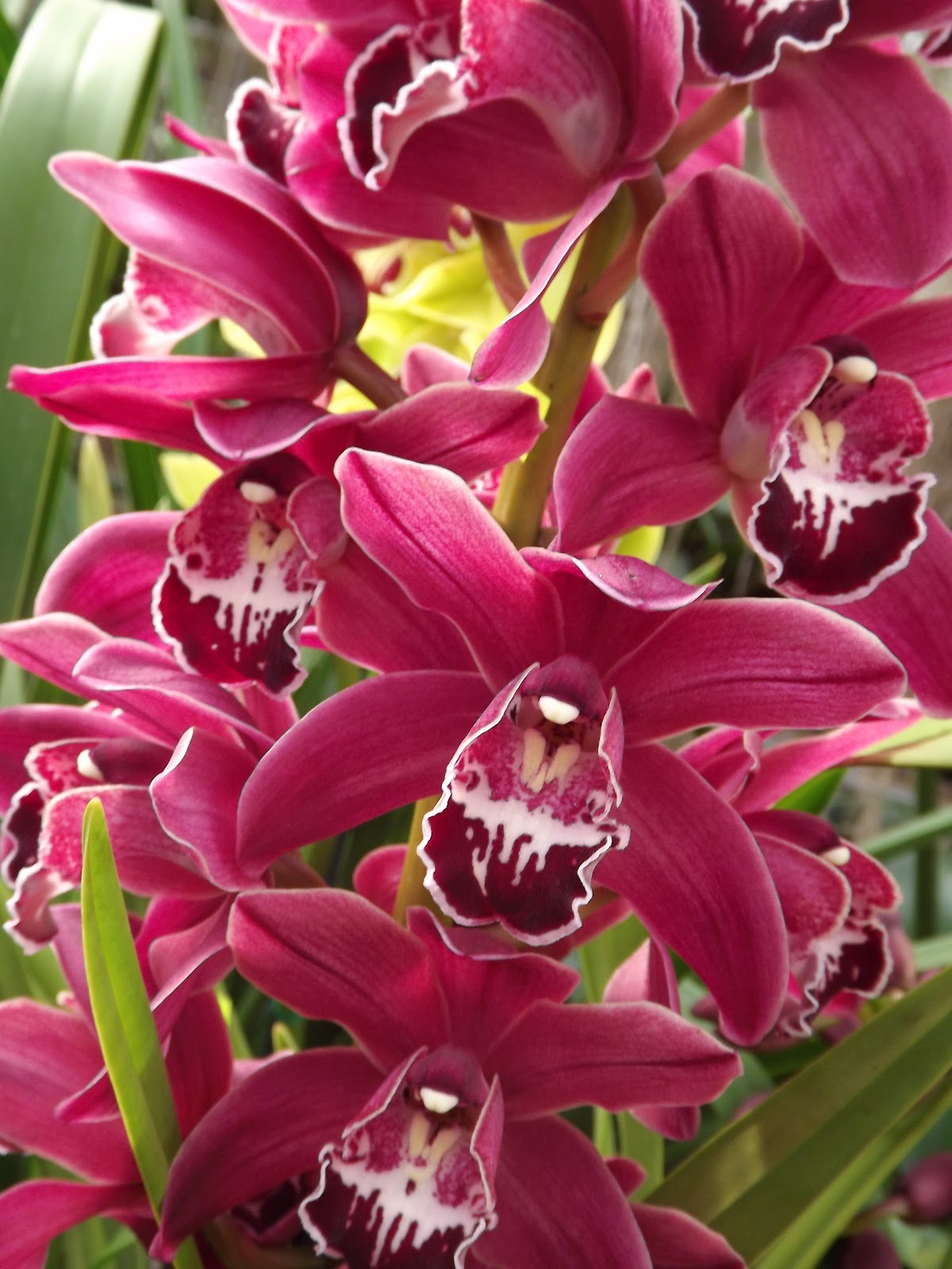 orchid rothys
