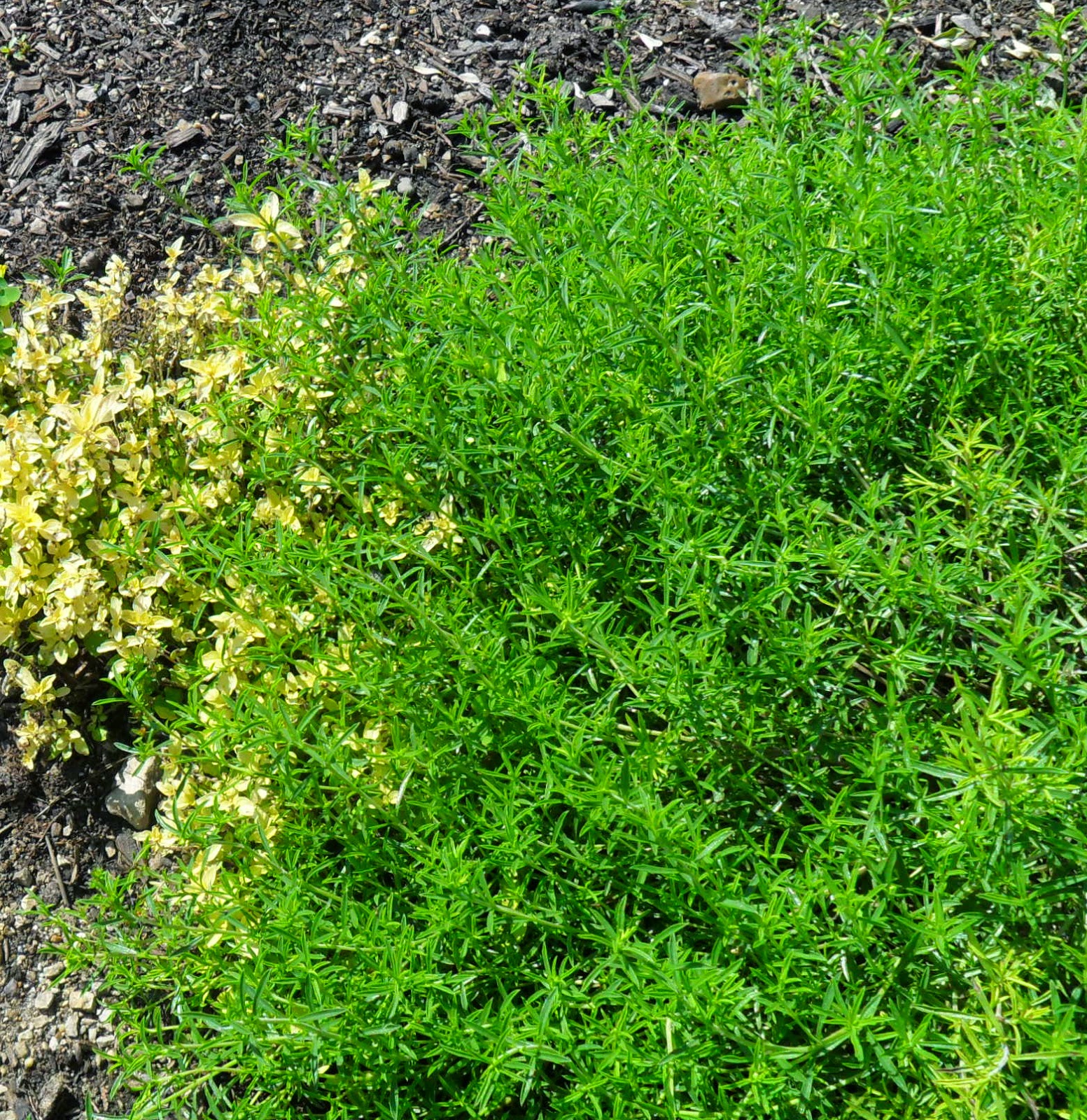 Backyard Patch Herbal Blog Winter Savory Herb Of The Week backyard-patch-herbal-blog-winter-savory-herb-of-the-week