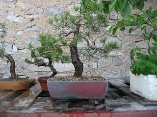 BONSAI arte y filosofía: Macetas construidas para sus arboles