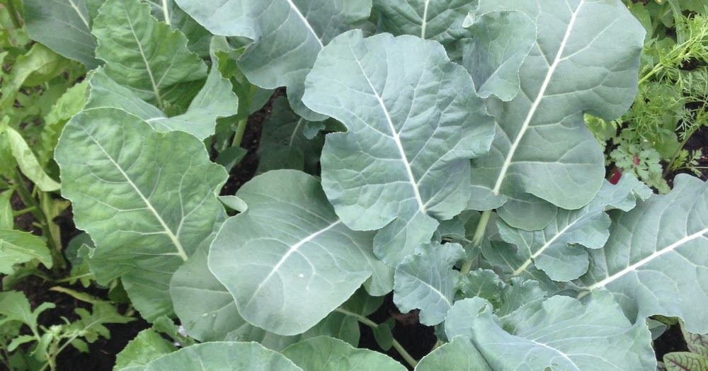 Jared Unzipped Cauliflower Leaves Are Edible!
