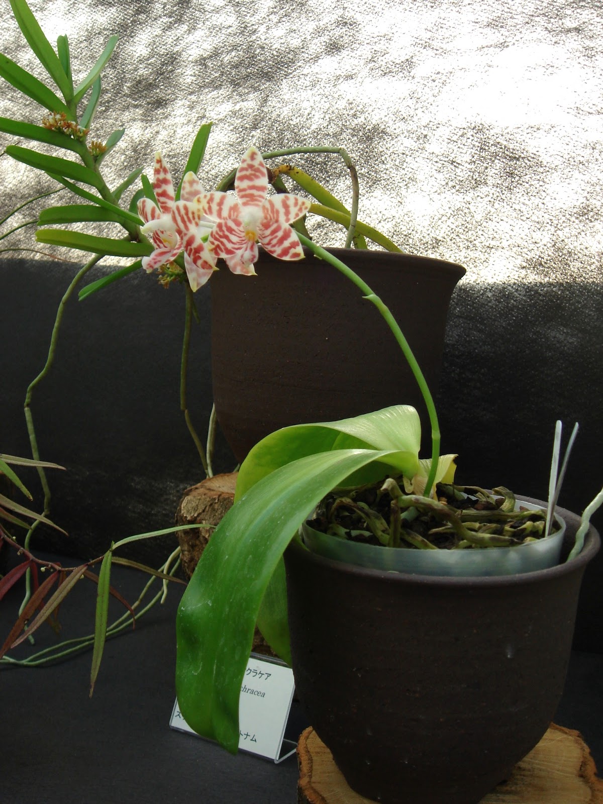 Pcs 1x Phalaenopsis Amboinensis Orchidée Chambre Plant OW229 