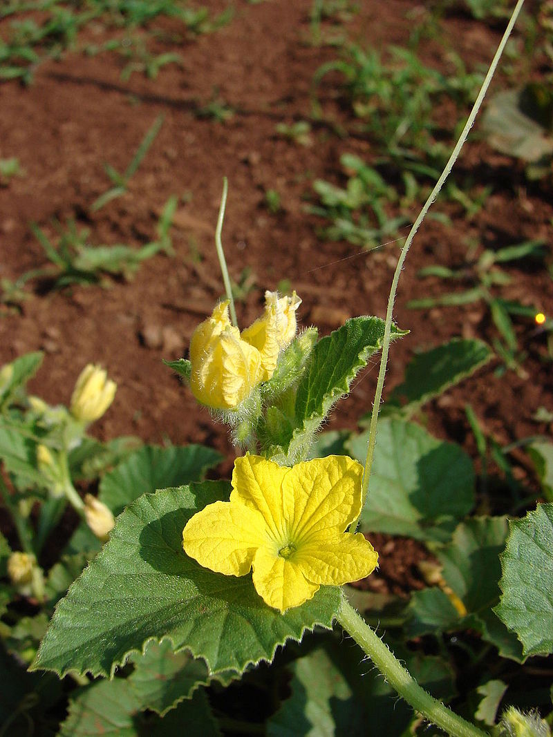 Breuillet Nature Tout savoir sur les melons