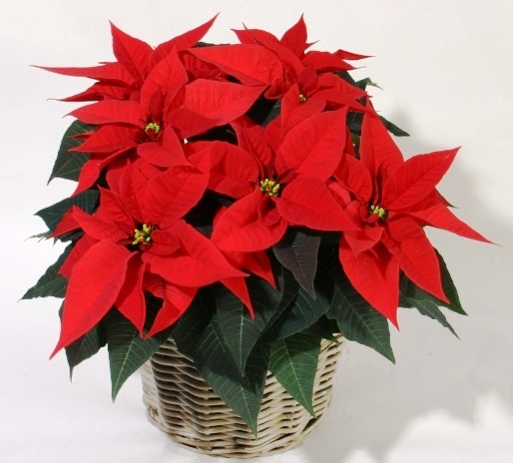 ♥♥Rumahbungaku ♥