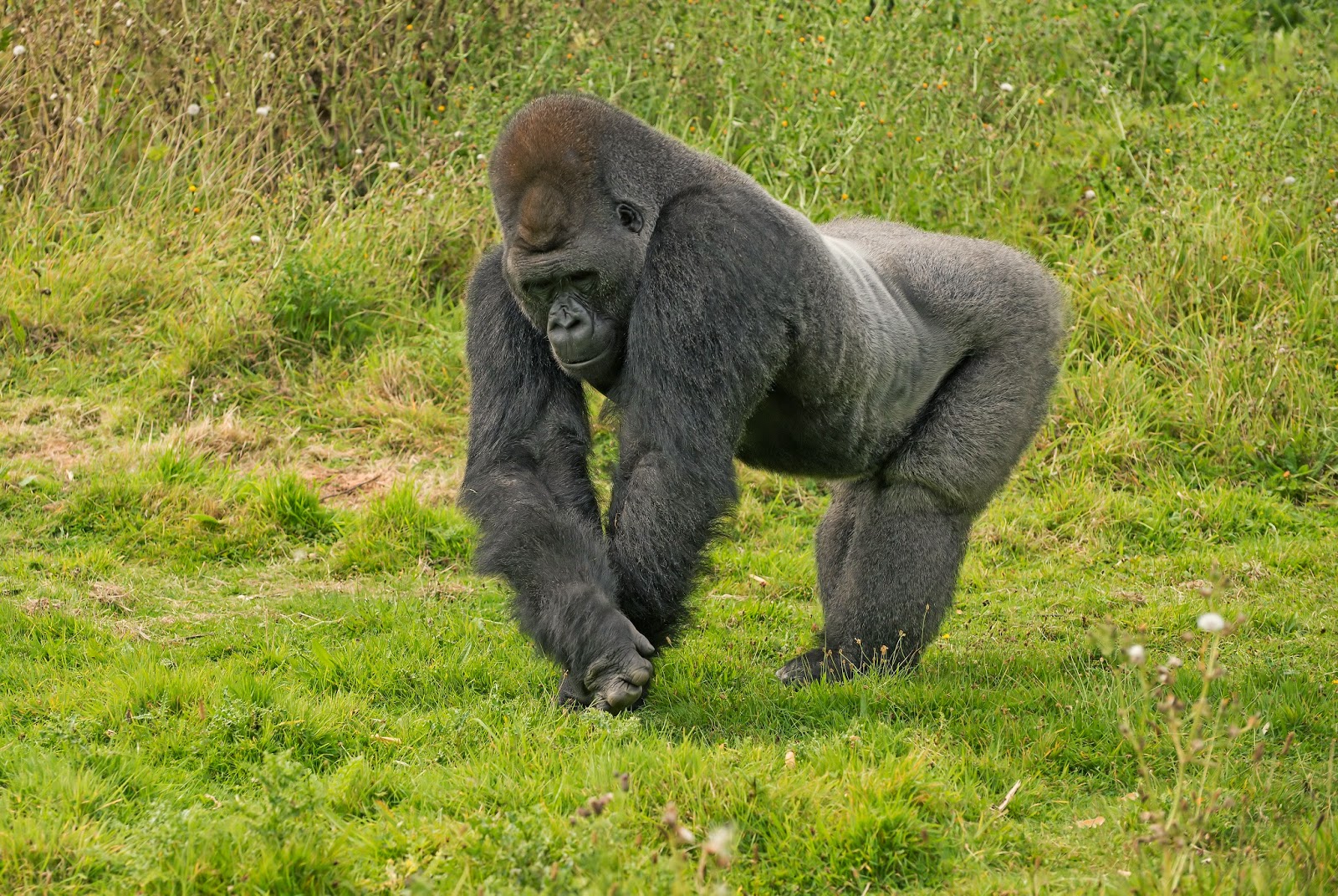 Anthony Miners Wildlife Photos: Silverback Gorillas