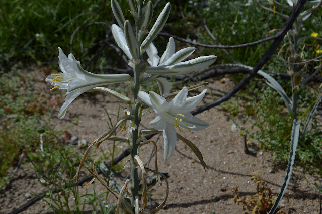 desert lily