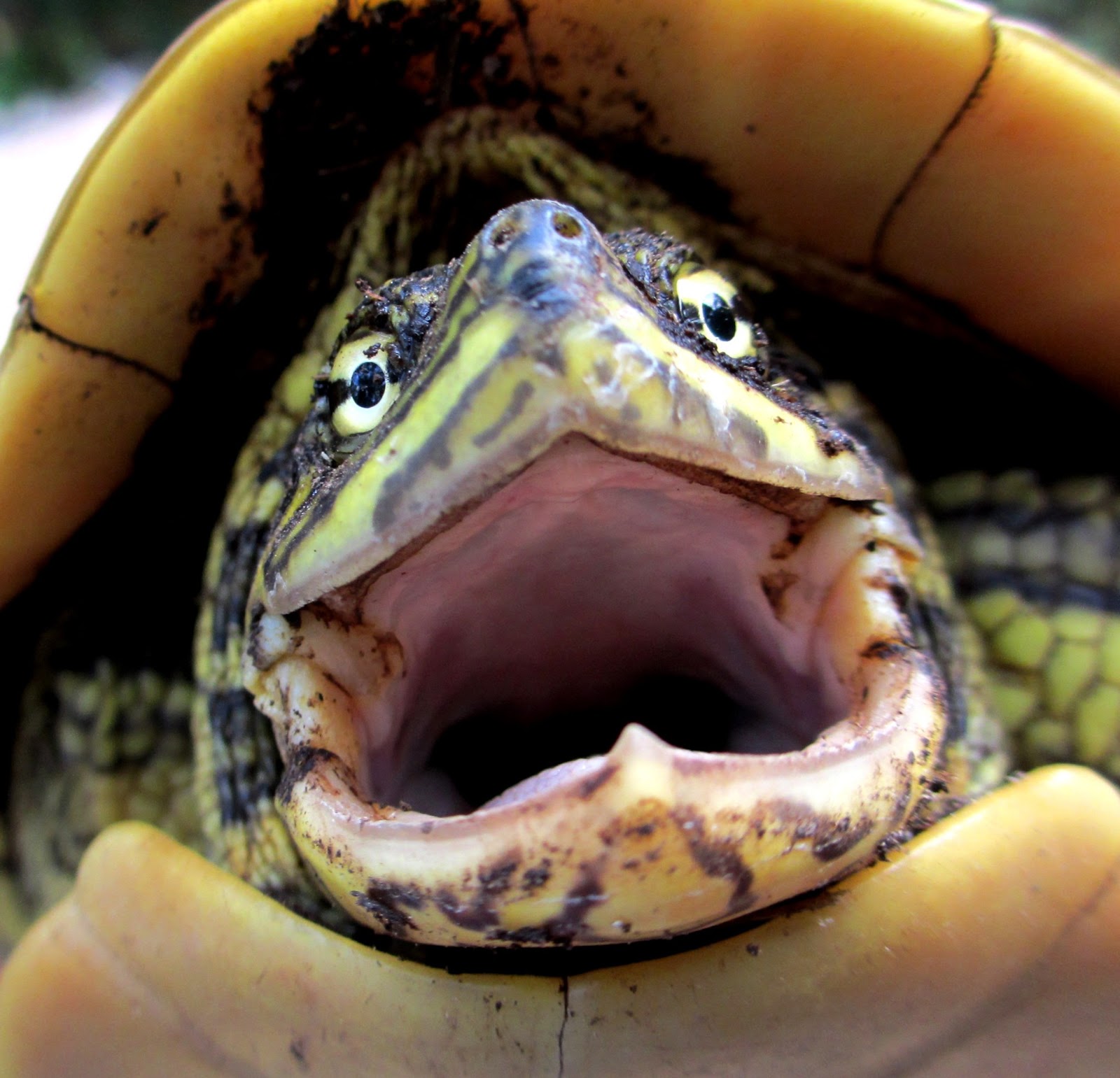Желтая пасть. Зубы красноухой черепахи. Рот красноухой черепахи. Морская кожистая черепаха зубы. Черепашка красноухая зубы.