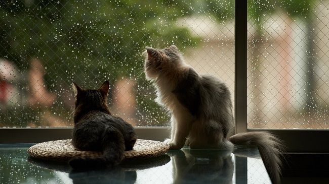 100 Foto Gambar Kucing Romantis Paling Keren 100 Foto Gambar Kucing Romantis Paling Keren