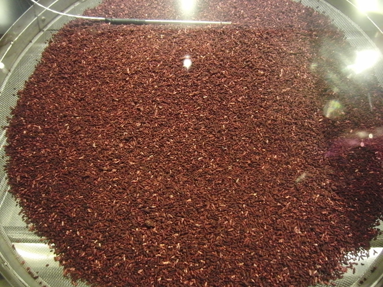 Lu Le Laboratory Making Red Yeast Rice (Monascus purpureus)