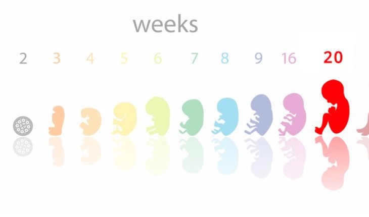 Perkembangan bayi mengikut bulan
