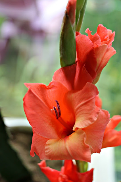Gladiolus