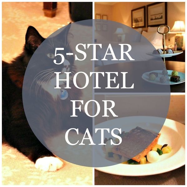 Cat from Sydney {Australia} Traveling Cats Travel Pictures of Cats