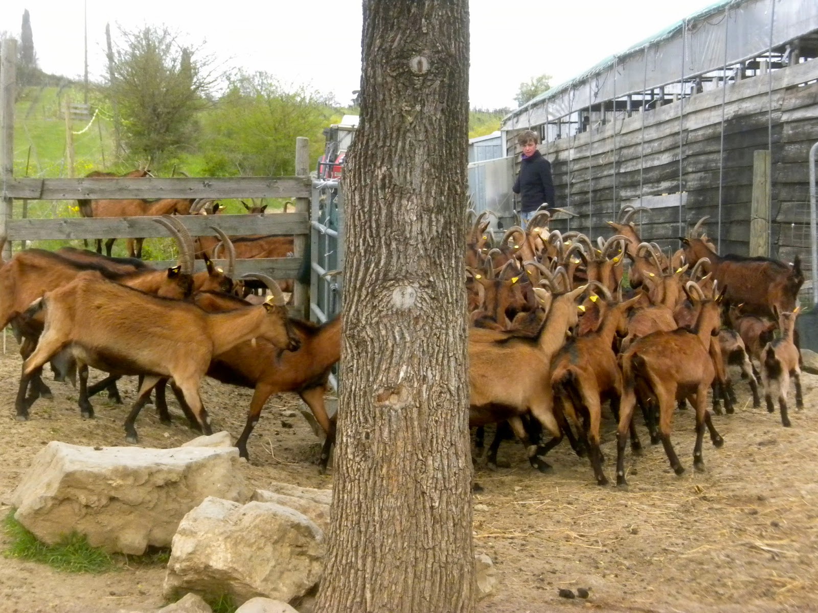 goat herd