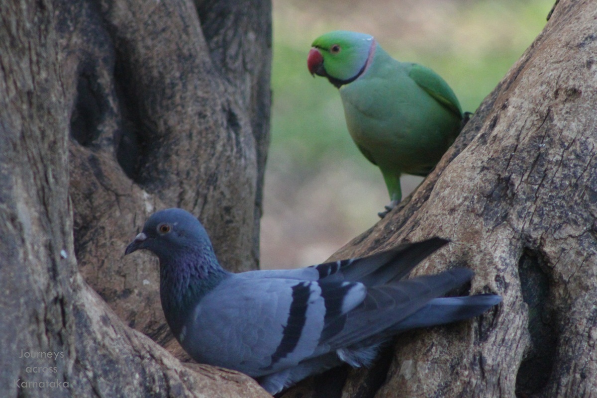 Journeys across Karnataka squirrel, pigeon and parrot at Lalbagh