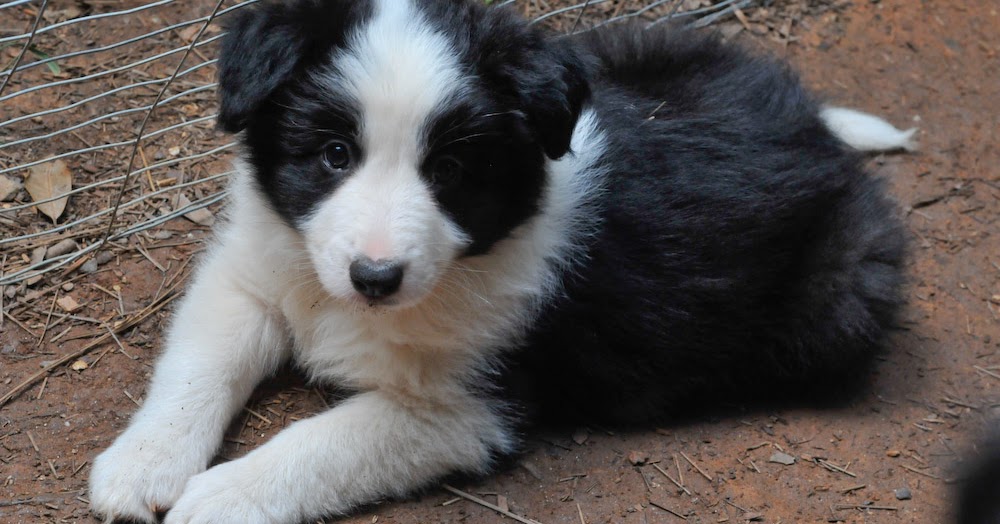 Online Dog Training Tips Online Dog Training Tips