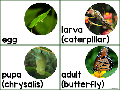 This is a great spring unit packed with fun information and activities on the theme of the Butterfly Life Cycle. This Butterfly Life Cycle unit has integrated Science and Literacy Activities (Common Core Aligned) This is such a joyous unit to do with your students! It is packed with great activities that are sure to spark your students imagination and stimulate their minds.