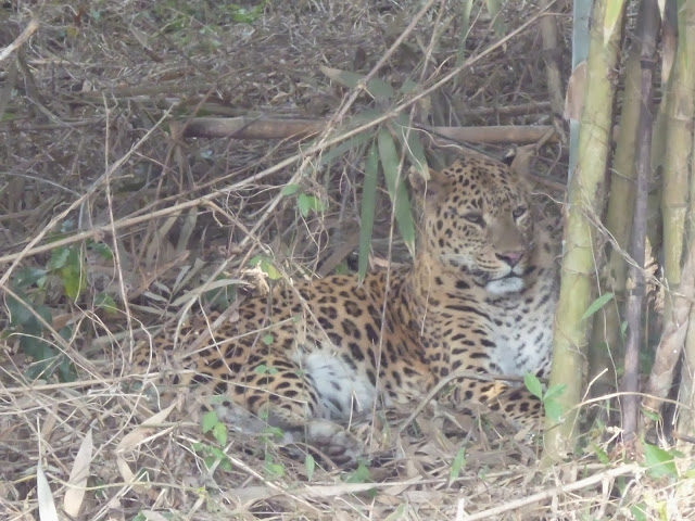 South Khairbari Leopard Rescue and Rehabilitation Center Dooars