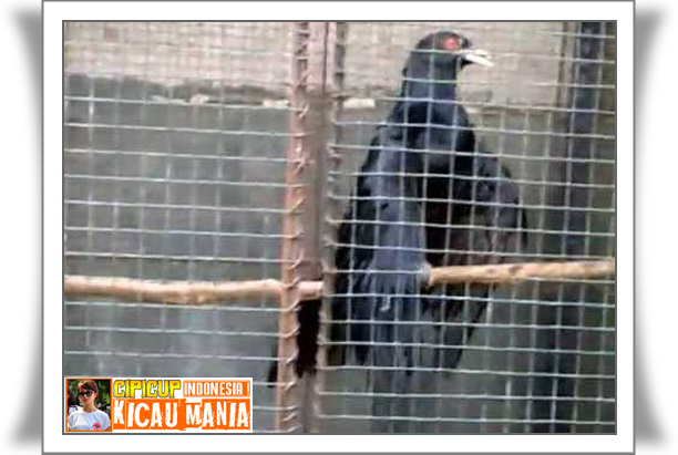 Harga Burung Tuwu Terbaru Semua Jenis Dijamin Asli 100 Aman Hasil