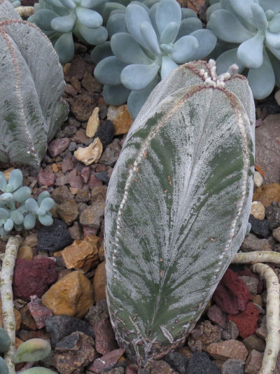 bishop's cap cactus Meijer Gardens