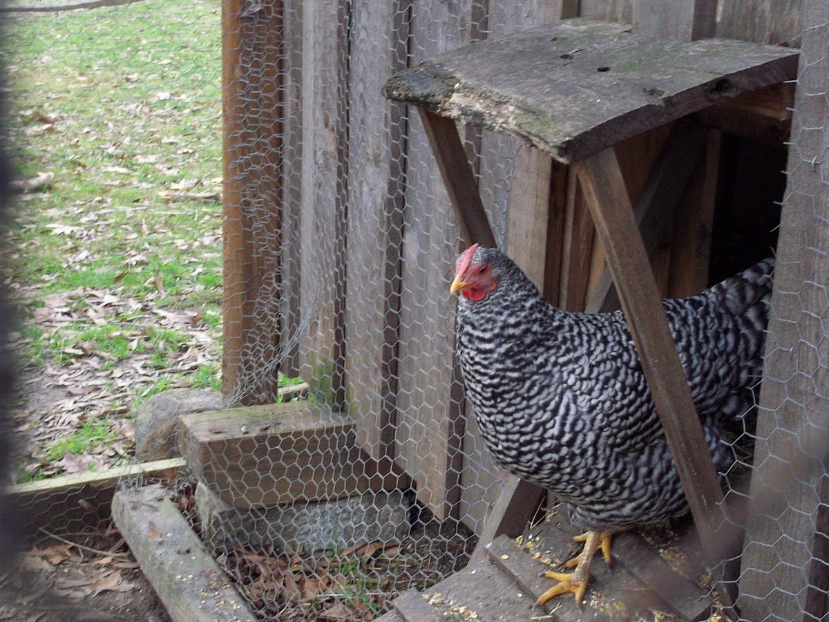 my Thoughts in Text: Educational outing: Carolina Raptor Center / Latta ...