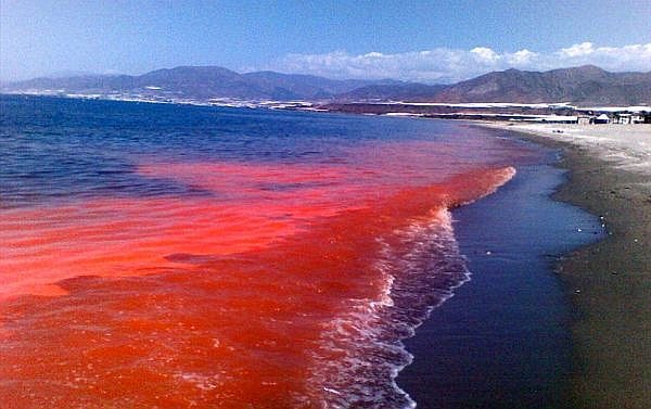 Marea roja esta afectando de nuevo las costas de florida estados unidos. Marea roja esta afectando de nuevo las costas de florida estados unidos.