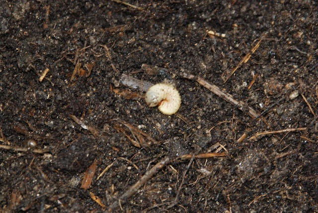 福岡ミミズ日記 シマミミズとミズアブの幼虫を入れた雑草ミミズコンポスト用のポリバケツの5ヶ月後。