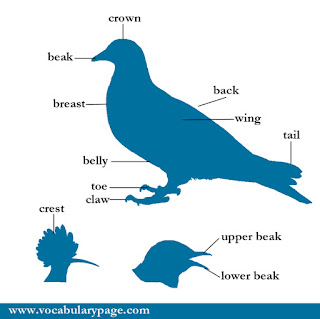 Parts of a bird Parts of a bird