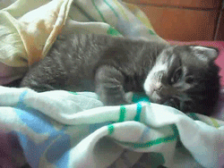 cat-sleeping-yawn
