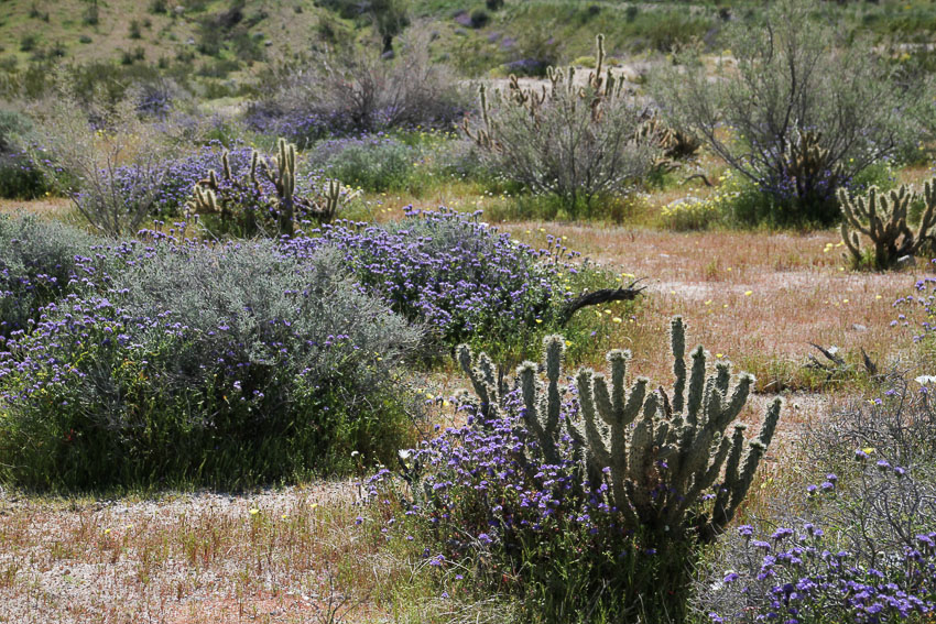 The Good And The Bad Ramblings From A Desert Garden