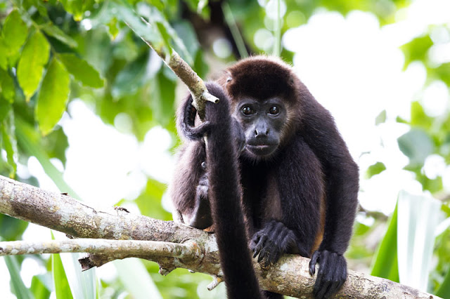 Interview with Dr. Christy Hoffman A mantled howler monkey up a tree