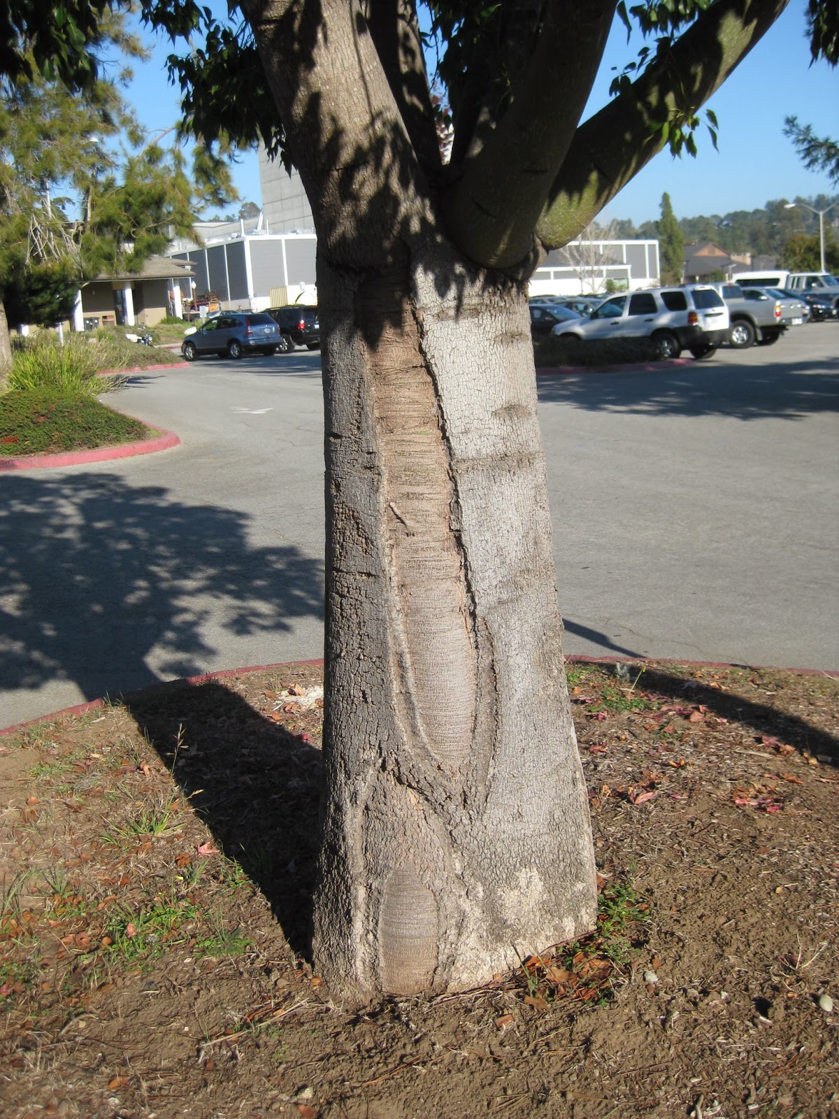 Trees of Santa Cruz County: Brachychiton populneus - Bottle Tree