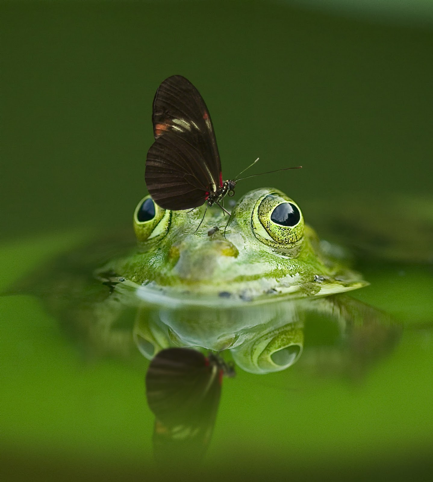 A picture of a butterfly on a frog.