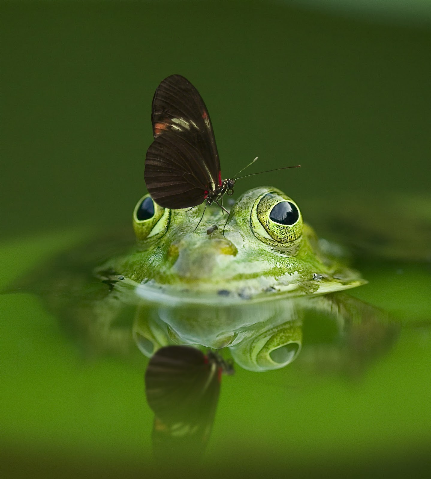 An amazing shot of a frog and butterfly About Wild Animals