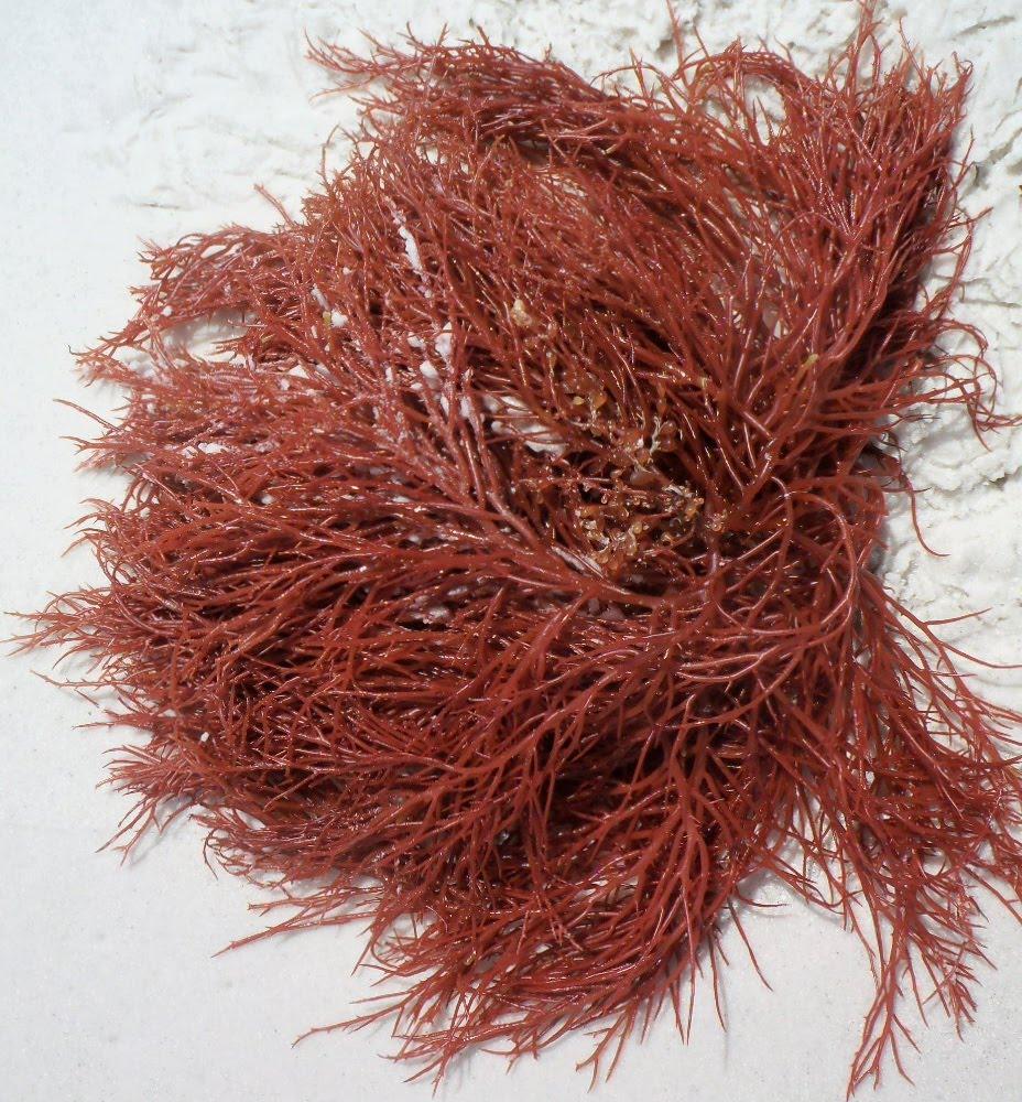 Kappa Carrageenan Complete Information and Production Kappa