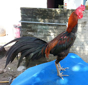 Ayam sabung utara: NEW ARRIVAL 2015 FROM THAILAND