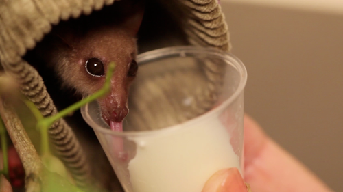 Baby Animals: Bat - Pup 23