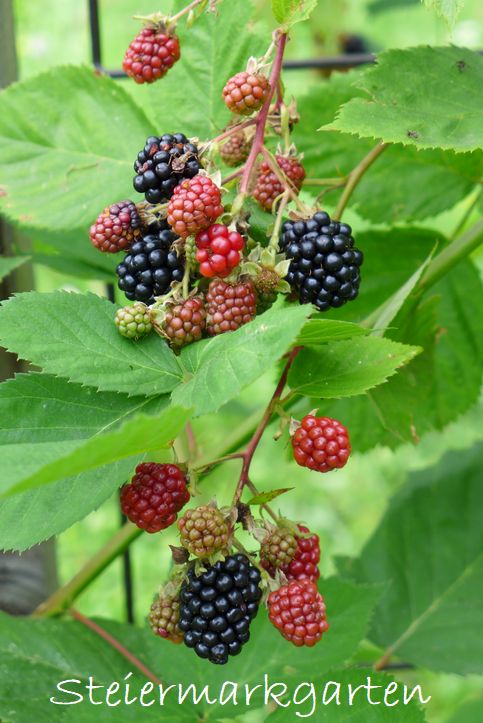 Brombeeren Brombeeren-Steiermarkgarten