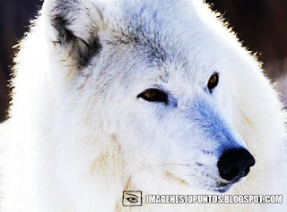 imagenes de lobos imagenes de lobos