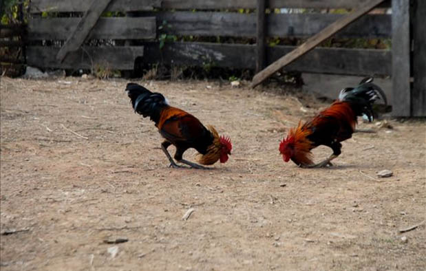 Teknik Tarung Ayam Aduan Teknik Tarung Ayam Aduan