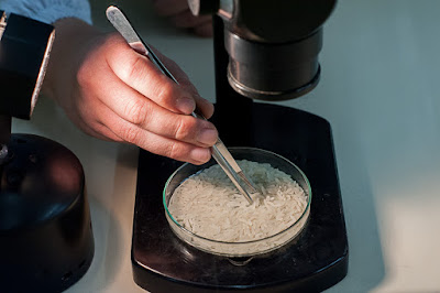 Arroz do Brasil: destaque na maior convenção das Américas Arroz do Brasil: destaque na maior convenção das Américas