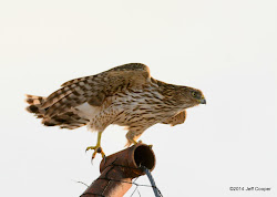 hawk chicken birding coop juvenile prey vineyard birds neovista preparing ut chase cooper above give its productive errand than