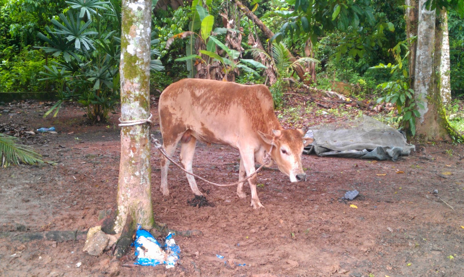 Perbezaan Akikah Dan Korban / Pembekal Lembu dan Kambing